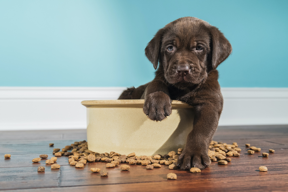 New Pet Food Trends in 2023 and How to Prepare for Them APEC USA