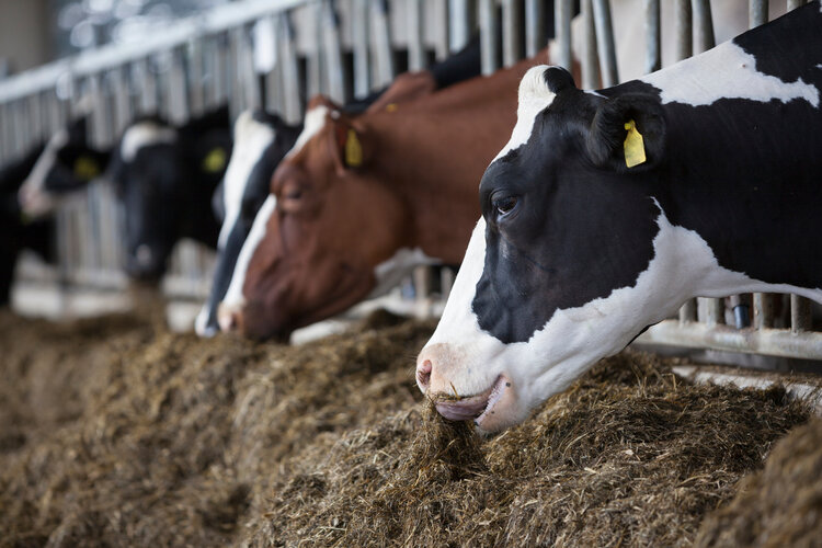 吃动物饲料的黑、白、棕牛
